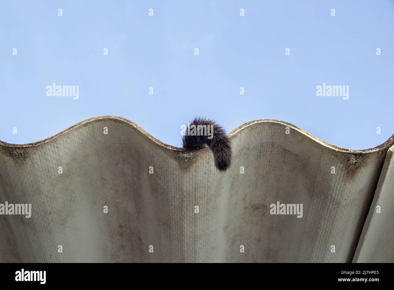 Goiânia, Goias, Brasil – 09 de mayo de 2022: La cola de un gato solitario en el techo de la casa con cielo azul en el fondo. Foto de stock