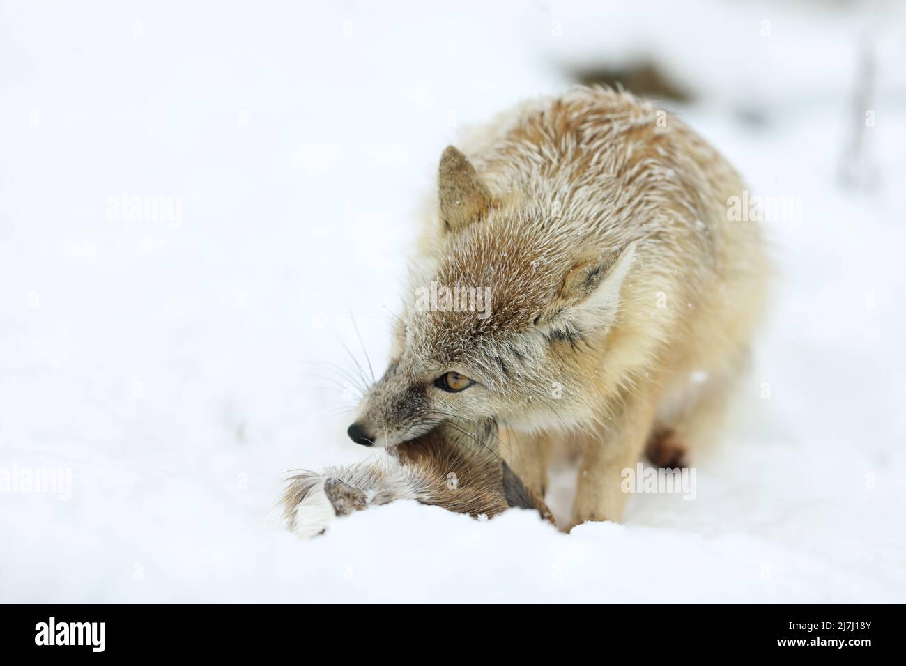 Corsac Fox, Vulpes corsac, en el hábitat natural con presa, se encuentra en estepas, semi-desiertos y desiertos en Asia Central Foto de stock