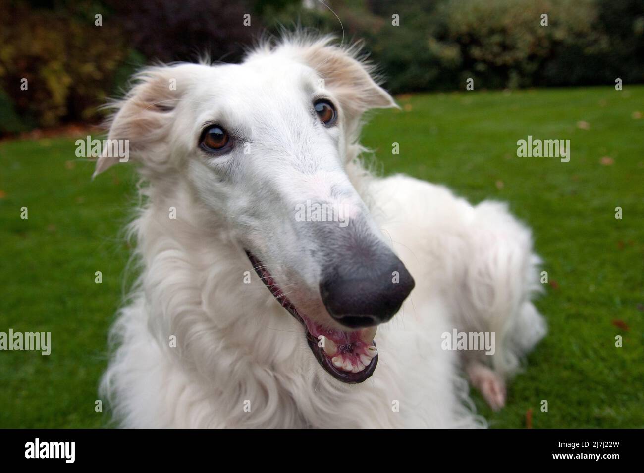 perro acechador de pelo largo blanco, adulto Foto de stock