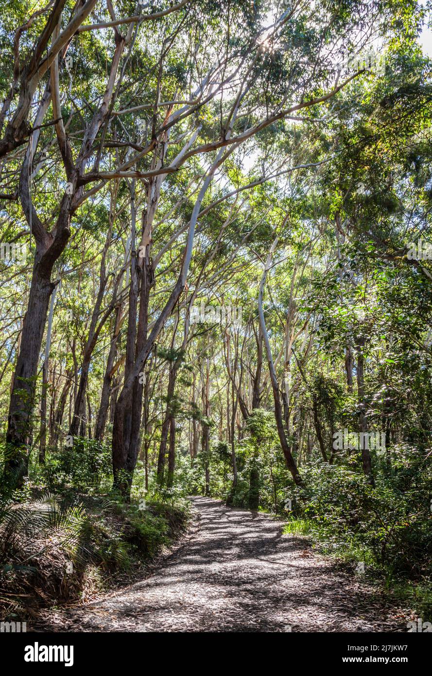 Pista forestal que conduce a Little Beach en el Parque Nacional Bouddi en la costa central de Nueva Gales del Sur, Australia Foto de stock