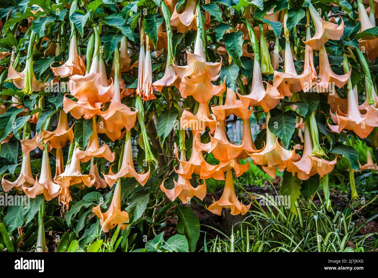 Las flores pendulares de una Brugmansia profusamente floreciente, conocida como trompetas de ángel Foto de stock