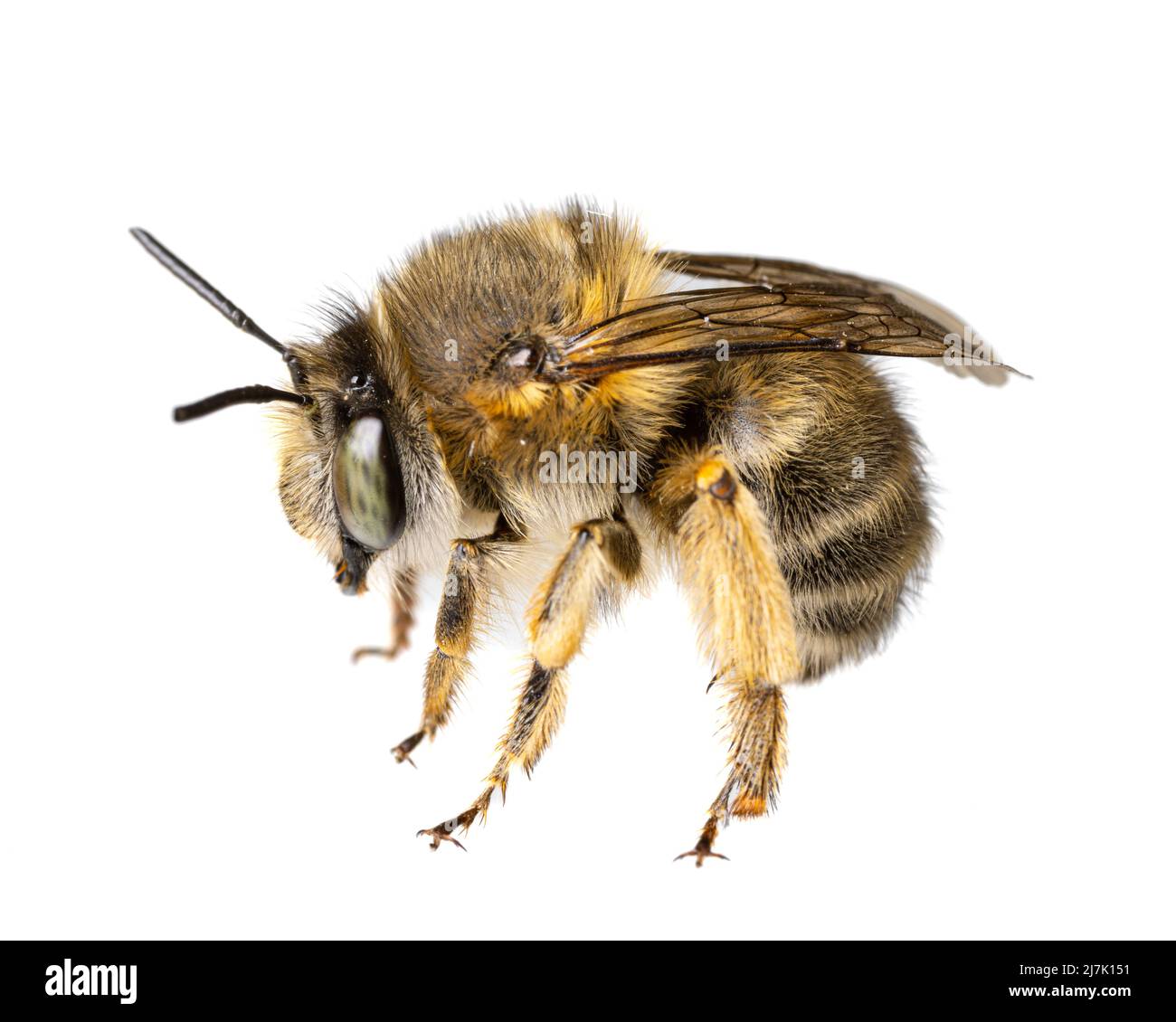 Insectos de europa - abejas: Macro de la hembra Anthophora crinipes (Pelzbienen) aisladas sobre fondo blanco - detalles de las piernas Foto de stock