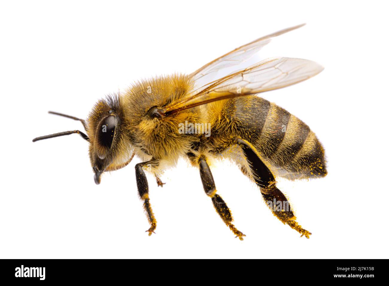 Insectos de europa - abejas: Macro de vista lateral de abeja de miel occidental ( Apis mellifera) aislada sobre fondo blanco con alas esparcidas Foto de stock