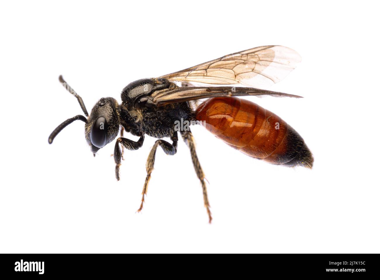 Insectos de europa - abejas: Vista lateral de la sangre de abejas Especodos (blutbiene alemán) aislados sobre un fondo blanco con Foto de stock
