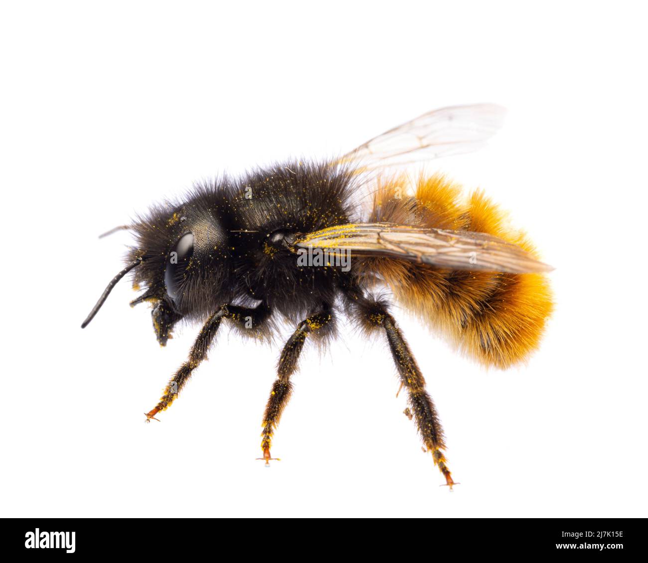 Insectos de europa - abejas: Vista lateral de la hembra Osmia cornuta Abeja de huerta europea (gehoernte Mauerbiene alemán) aislada sobre fondo blanco Foto de stock