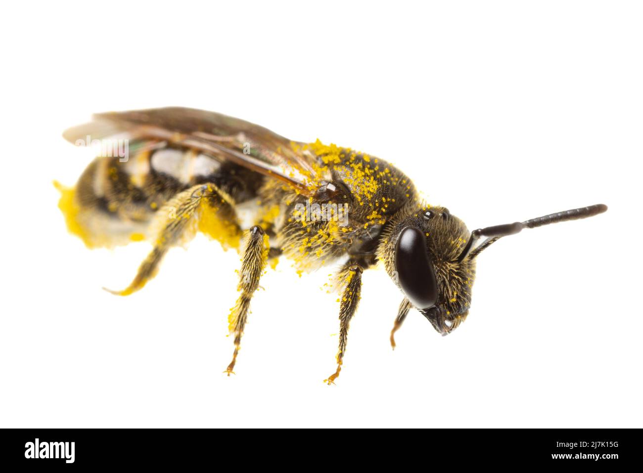 Insectos de europa - abejas: Vista lateral de la abeja dulce femenina ( Lasioglossum german Schmalbiene ) aislada sobre fondo blanco con polen en todas partes Foto de stock