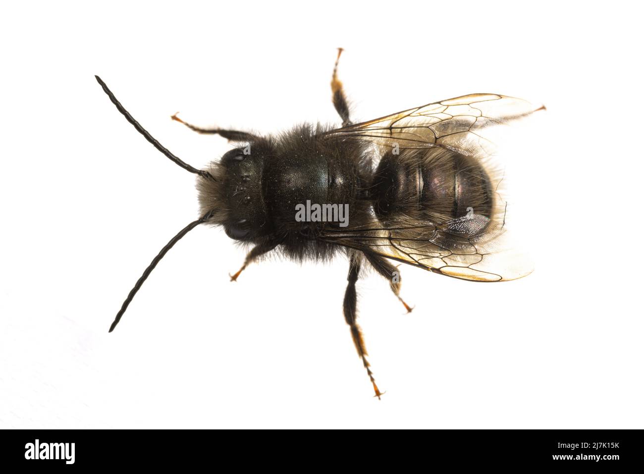 Insectos de europa - abejas: Vista superior de la abeja huerta europea de Osmia cornuta macho (Gehoernte Mauerbiene alemán) aislado sobre fondo blanco Foto de stock