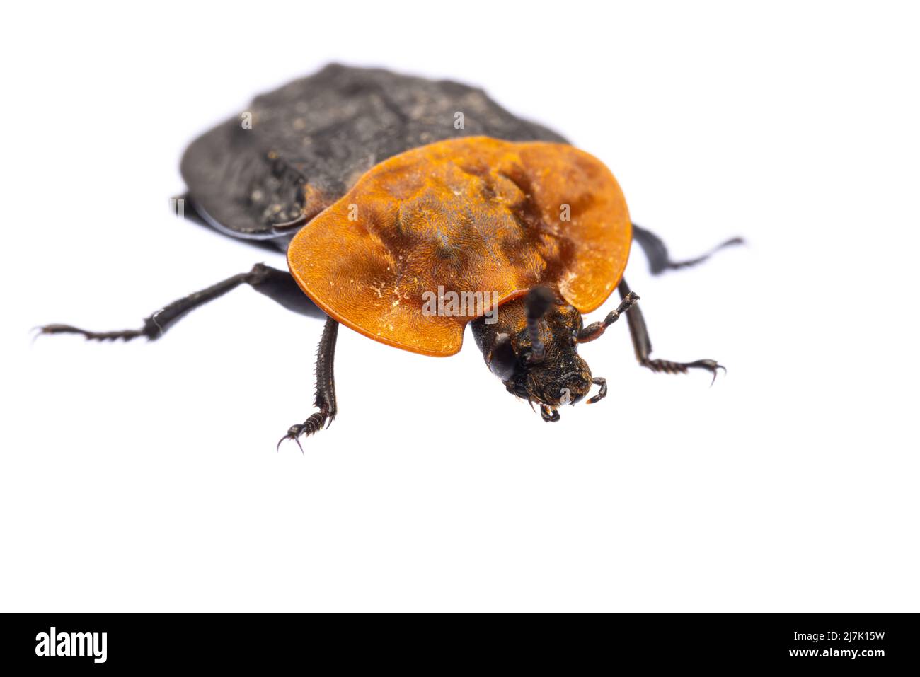 Insectos de europa - escarabajos: Macro de vista frontal del escarabajo de carrión de pecho rojo ( Oiceoptoma thoracicum german Rothalsige Silphe ) aislado sobre el bac blanco Foto de stock