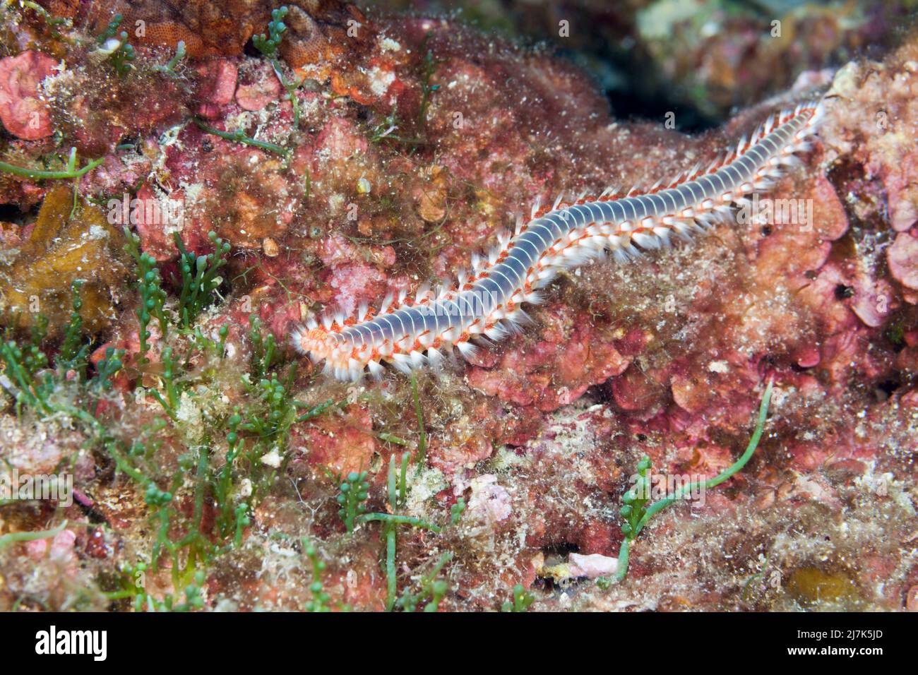 Fireworm, Hermodice carunculata, Vis Island, Mar Mediterráneo, Croacia Foto de stock