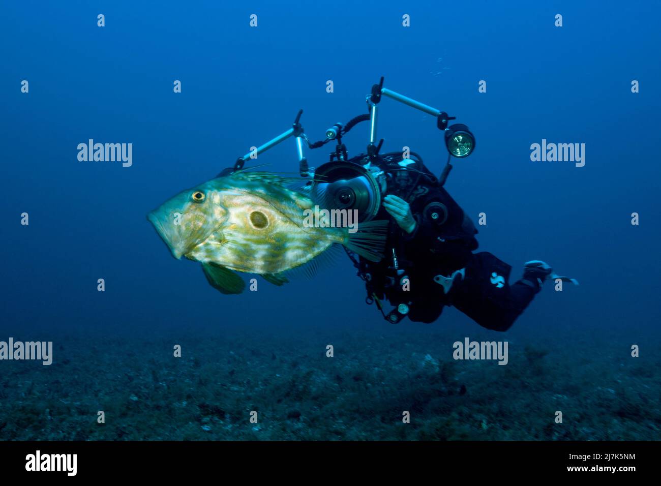 John Dory an Scuba Diver, Zeus Faber, Vis Island, Mar Mediterráneo, Croacia Foto de stock
