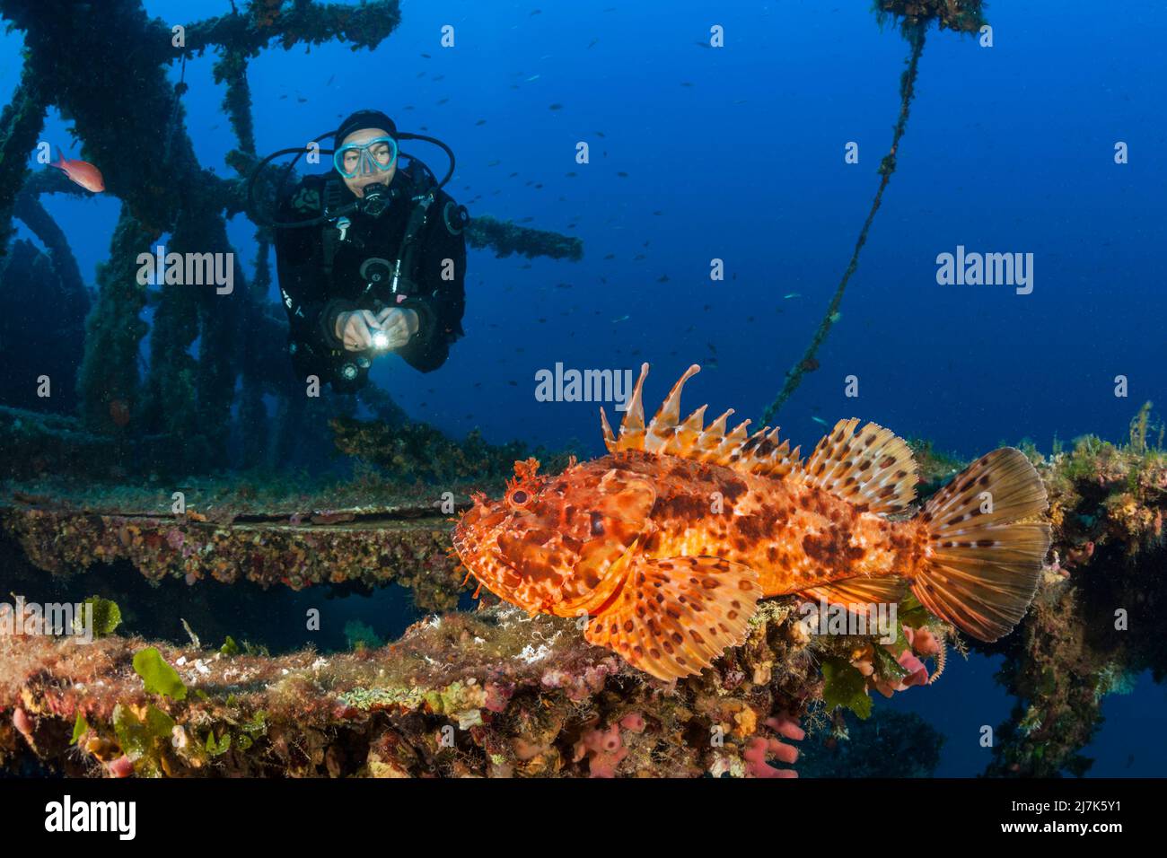 Scuba Diver encuentra el pez espada rojo Scorpionfish en Vassilios Wreck, Scorpaena scrofa, Vis Island, Mar Mediterráneo, Croacia Foto de stock