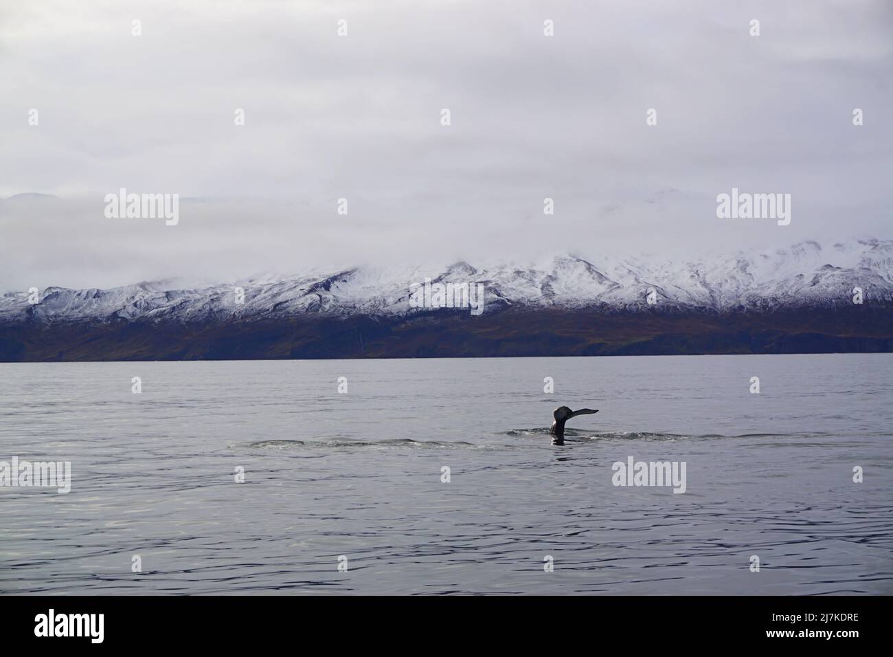Una cola de ballenas jorobadas, mientras se observa ballenas en Húsavík, norte de Islandia Foto de stock