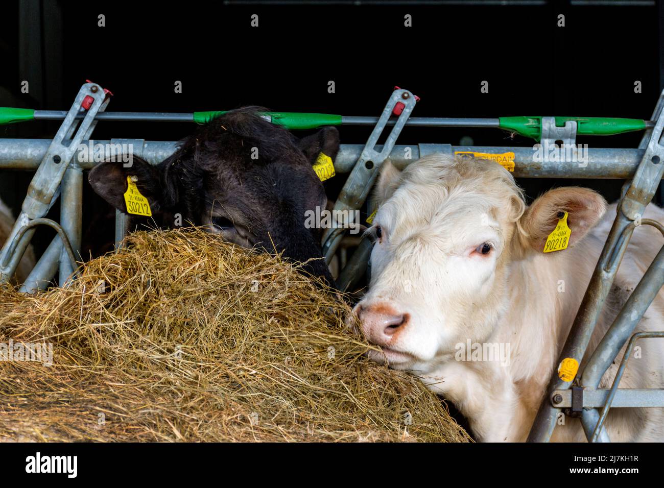 El ganado vacuno se alimenta de pasto ensilaje o heno en una granja del condado de Donegal, Irlanda Foto de stock