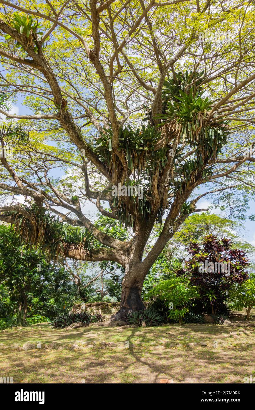 Plantas parasitarias en árbol, Jamaica Fotografía de stock - Alamy