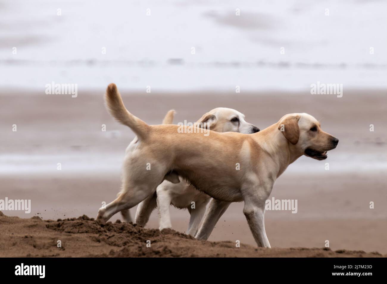 perros jugando en la playa de sopelana Fotografía de stock - Alamy