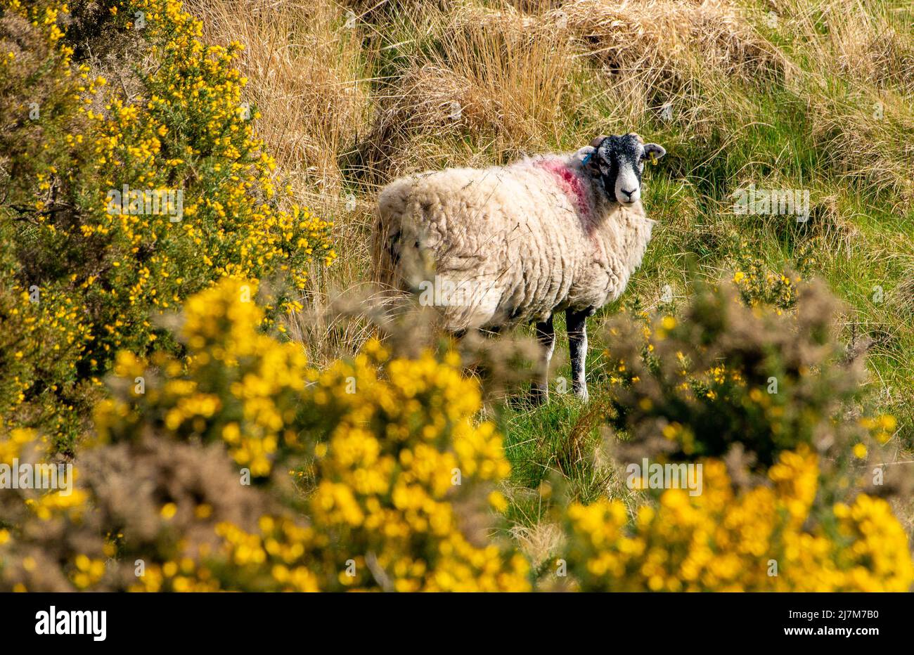 Una oveja swaledale entre los arbustos de gorse en Harrison Fell, Lancaster, Lancashire, Reino Unido. Foto de stock