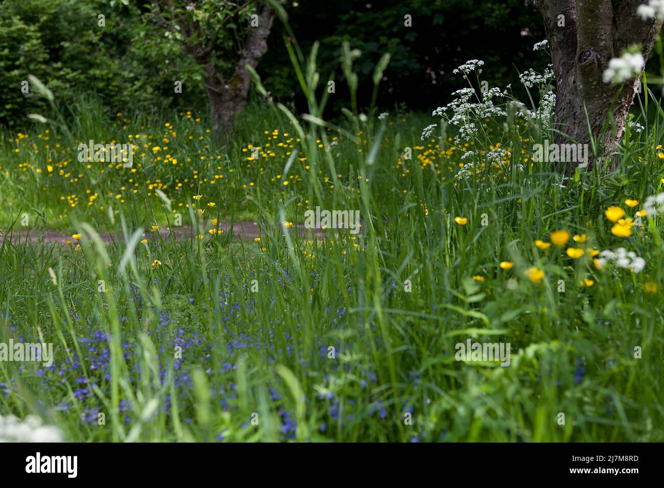 Un jardín dejó unmown para animar flores silvestres contiene perejil de vaca (Anthriscus sylvestris), buttercups (Ranunculus) y speedwell (Verónica) Foto de stock