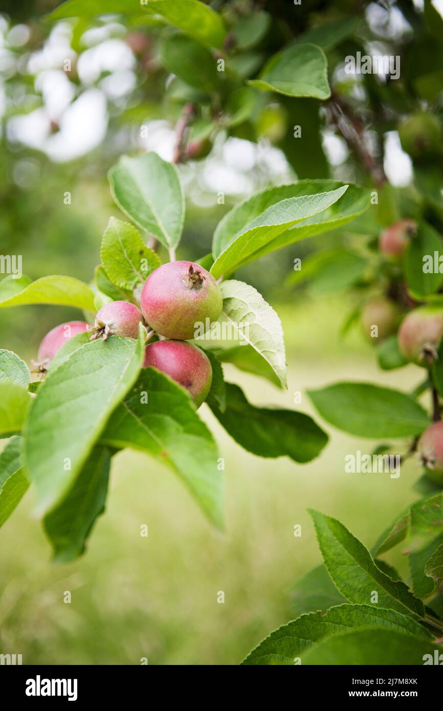Un grupo de pequeñas manzanas inmaduras que crecen en un árbol a principios del verano Foto de stock