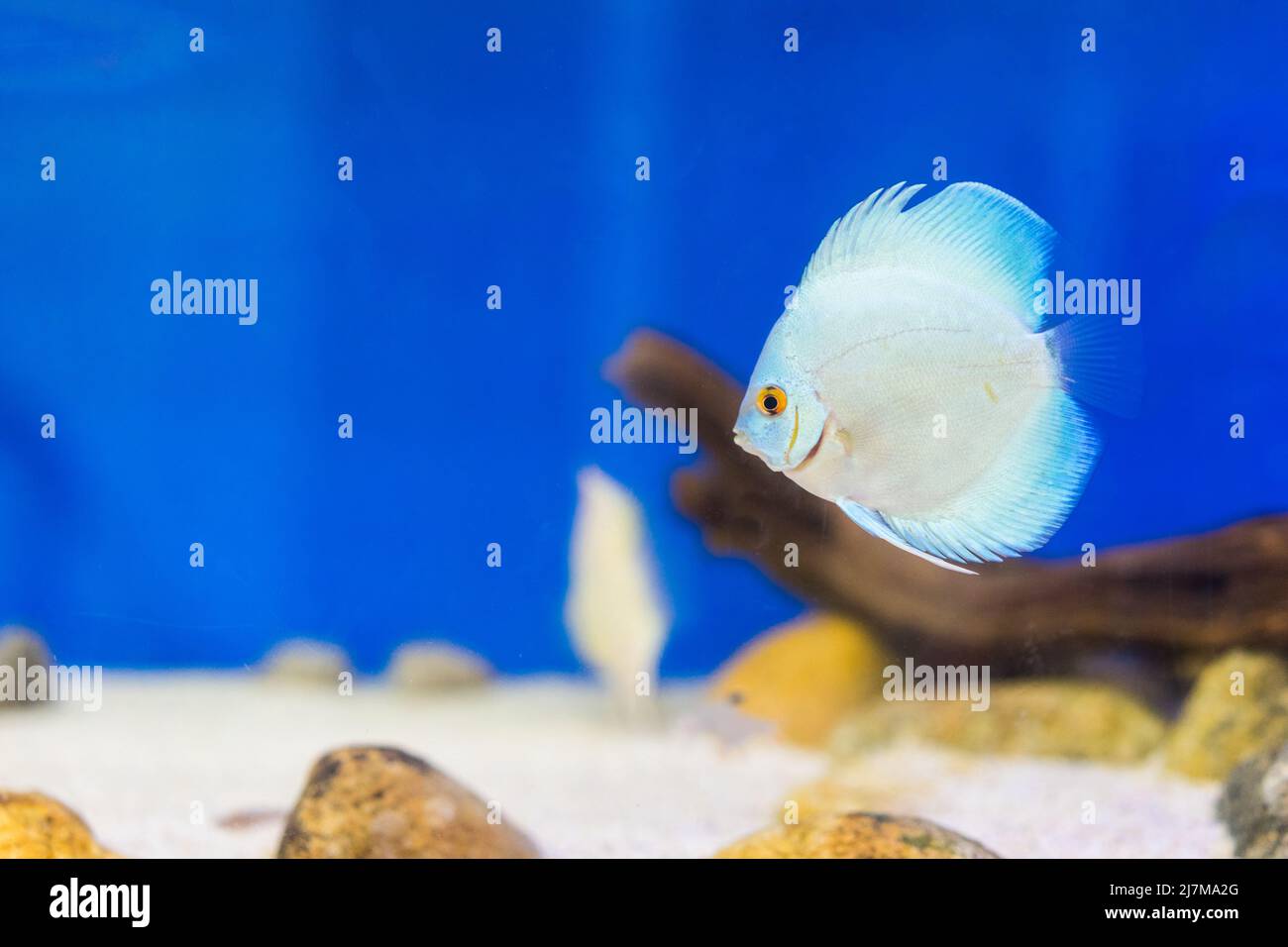 Peces tanque en el acuario Foto de stock