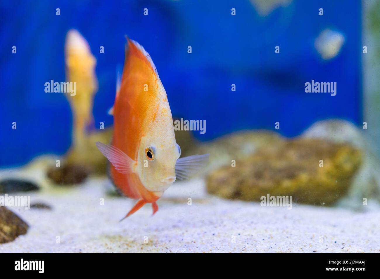 Peces tanque en el acuario Foto de stock