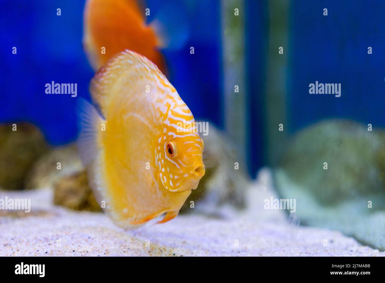 Peces tanque en el acuario Foto de stock