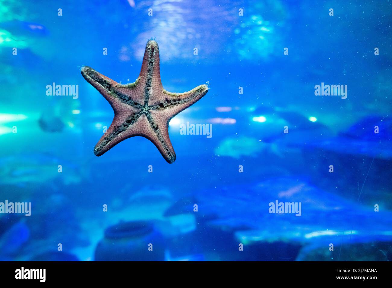 Estrellas de mar aferradas al vidrio en el acuario Fotografía de stock -  Alamy
