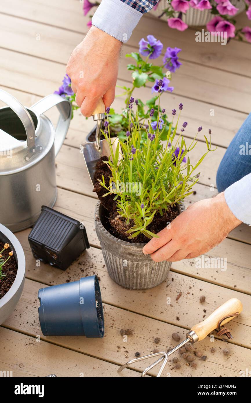 hombre jardinero plantando pansy, flores de lavanda en maceta de flores en el jardín en la terraza Foto de stock