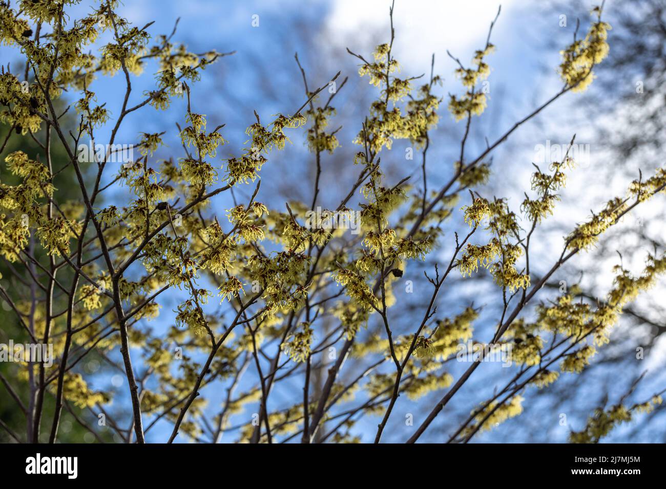 Tallos floridos de color amarillo intenso de Hamamelis x intermedia 'Promesa Arnold' / bruja avellana, finales de invierno Foto de stock