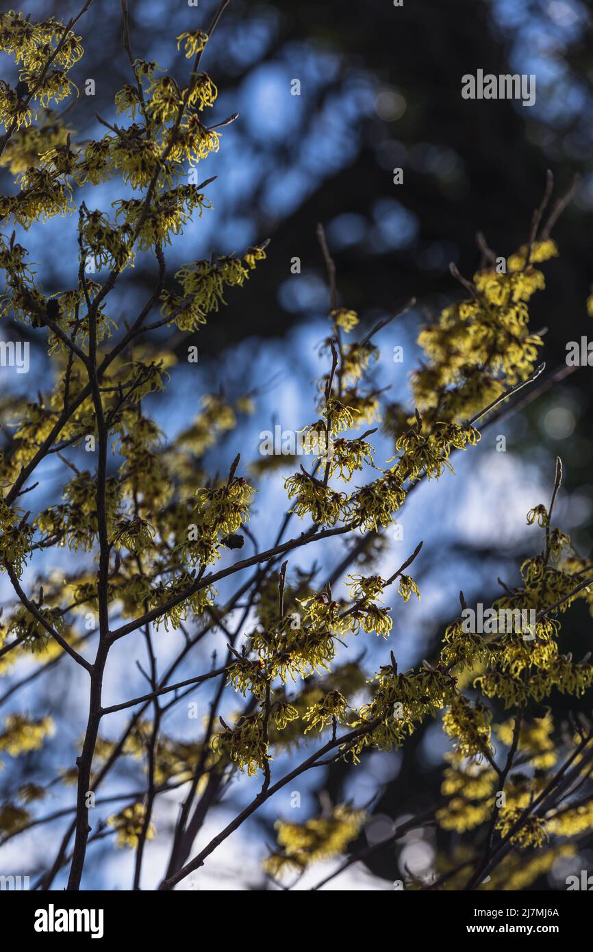 Tallos floridos de color amarillo intenso de Hamamelis x intermedia 'Promesa Arnold' / bruja avellana, finales de invierno Foto de stock