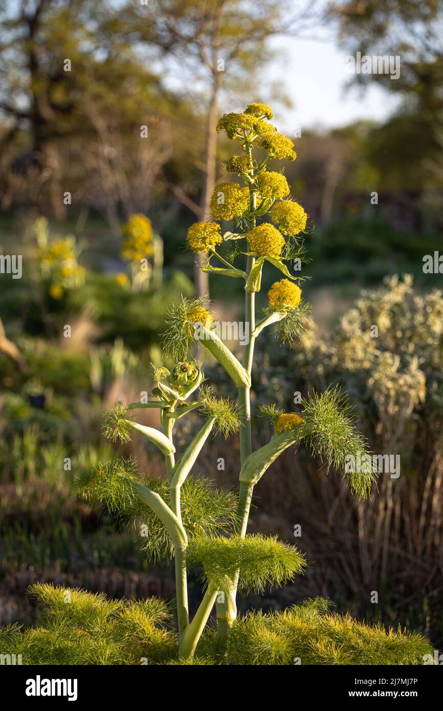 Ferula communis (hinojo gigante) en flor Foto de stock