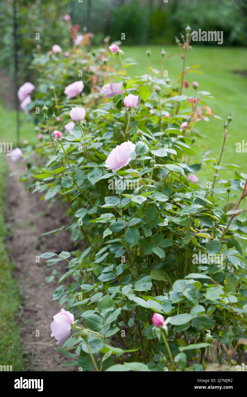 Rosaleda o cobertura, hilera de rosales con flores en un jardín del Reino Unido Foto de stock