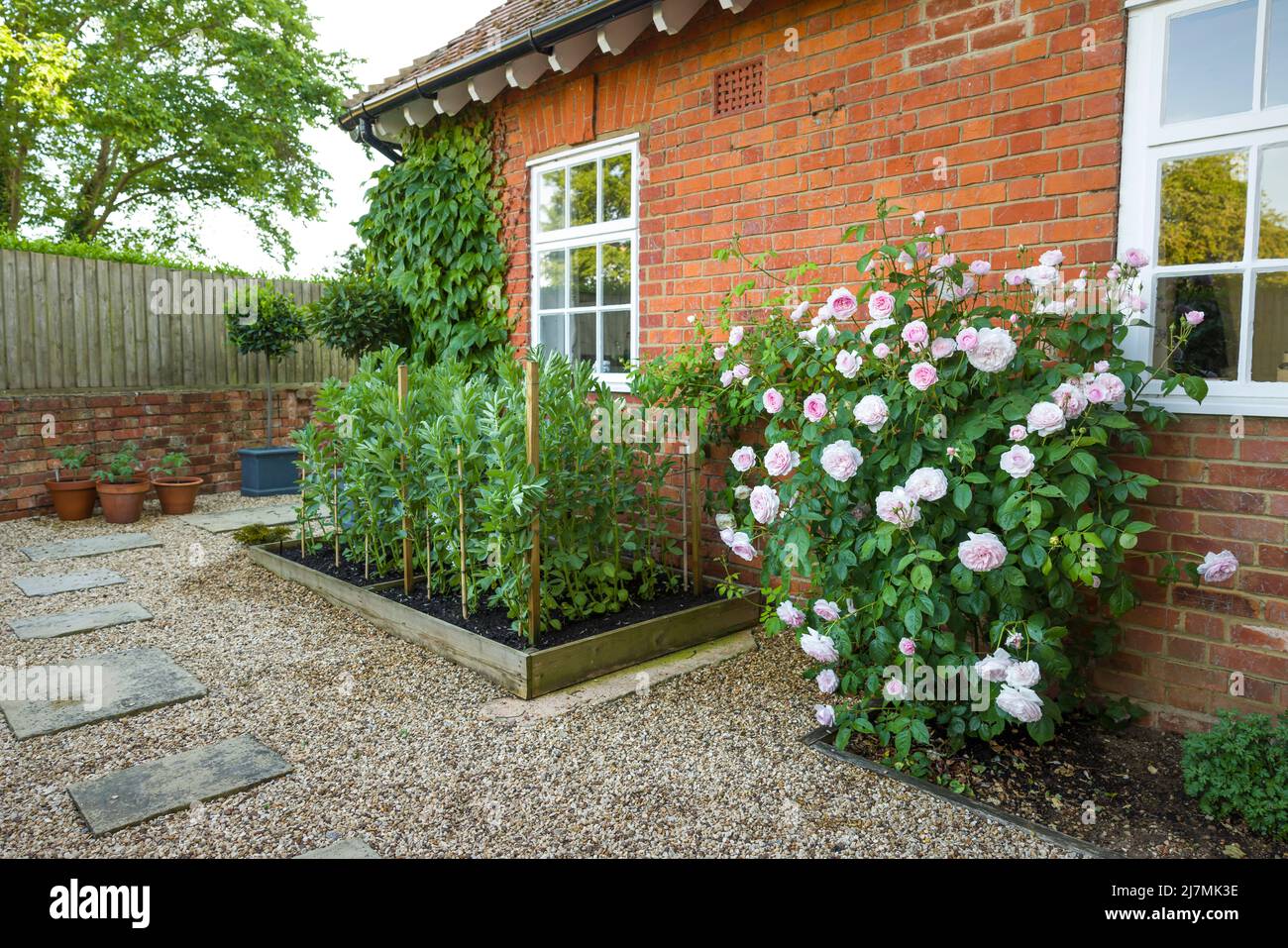 Pequeño jardín inglés con paisaje duro, grava, cama elevada y rosal, Reino Unido Foto de stock