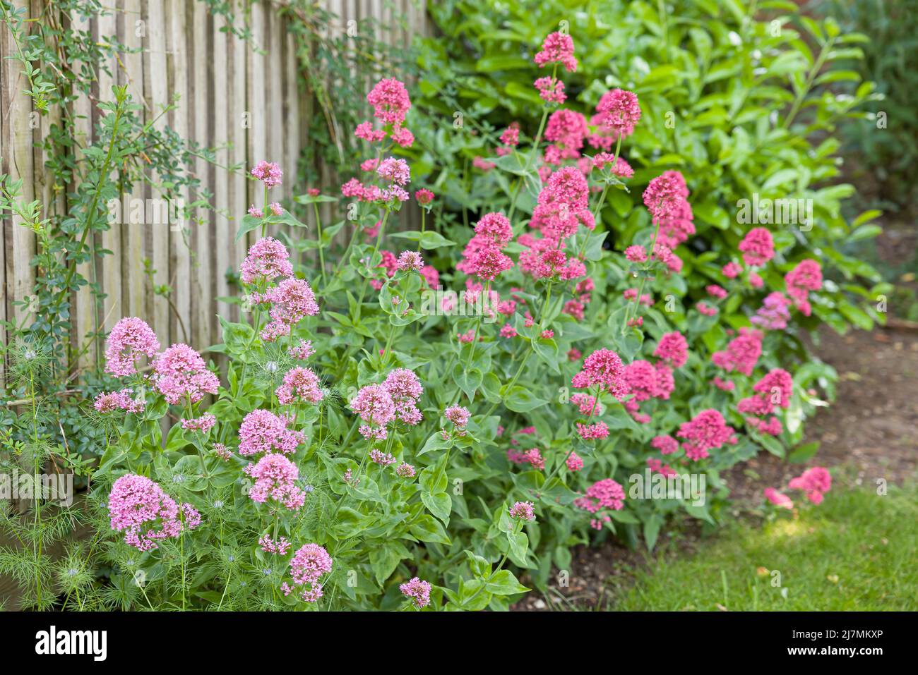 Flores de Valeriana, Valeriana Officinalis, planta perenne que crece en la frontera inglesa del jardín, Reino Unido Foto de stock