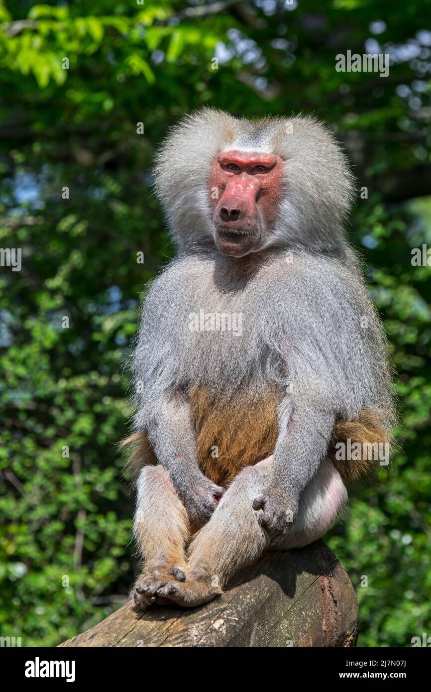 El baboon de Hamadryas (Papio hamadryas / Simia hamadryas) retrato del macho, nativo del Cuerno de África Foto de stock