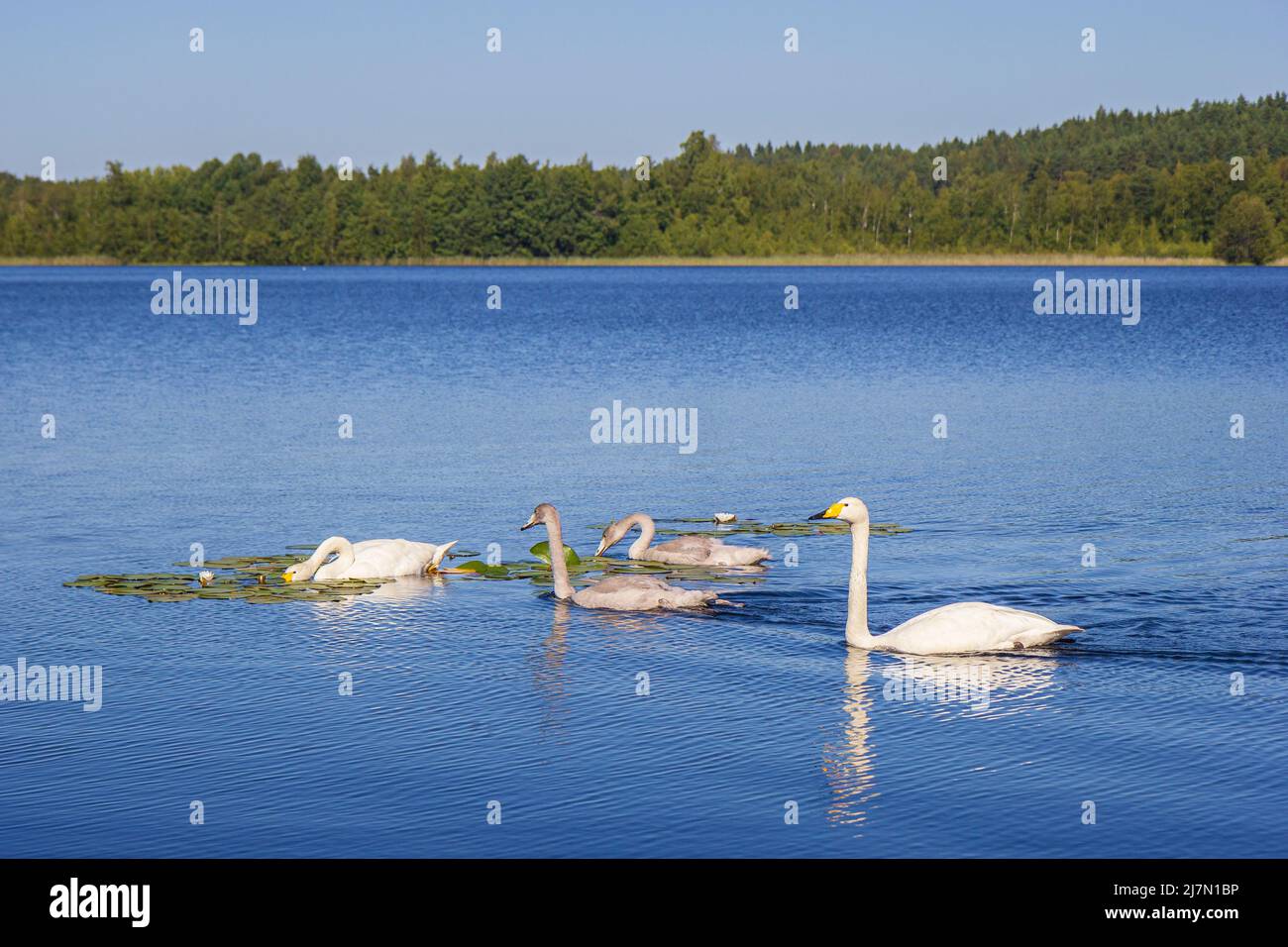 Dos cisnes adultos (Cygnus cygnus) (también conocido como cisne común) y dos cisnes jóvenes en un lago en Finlandia durante el verano. Foto de stock