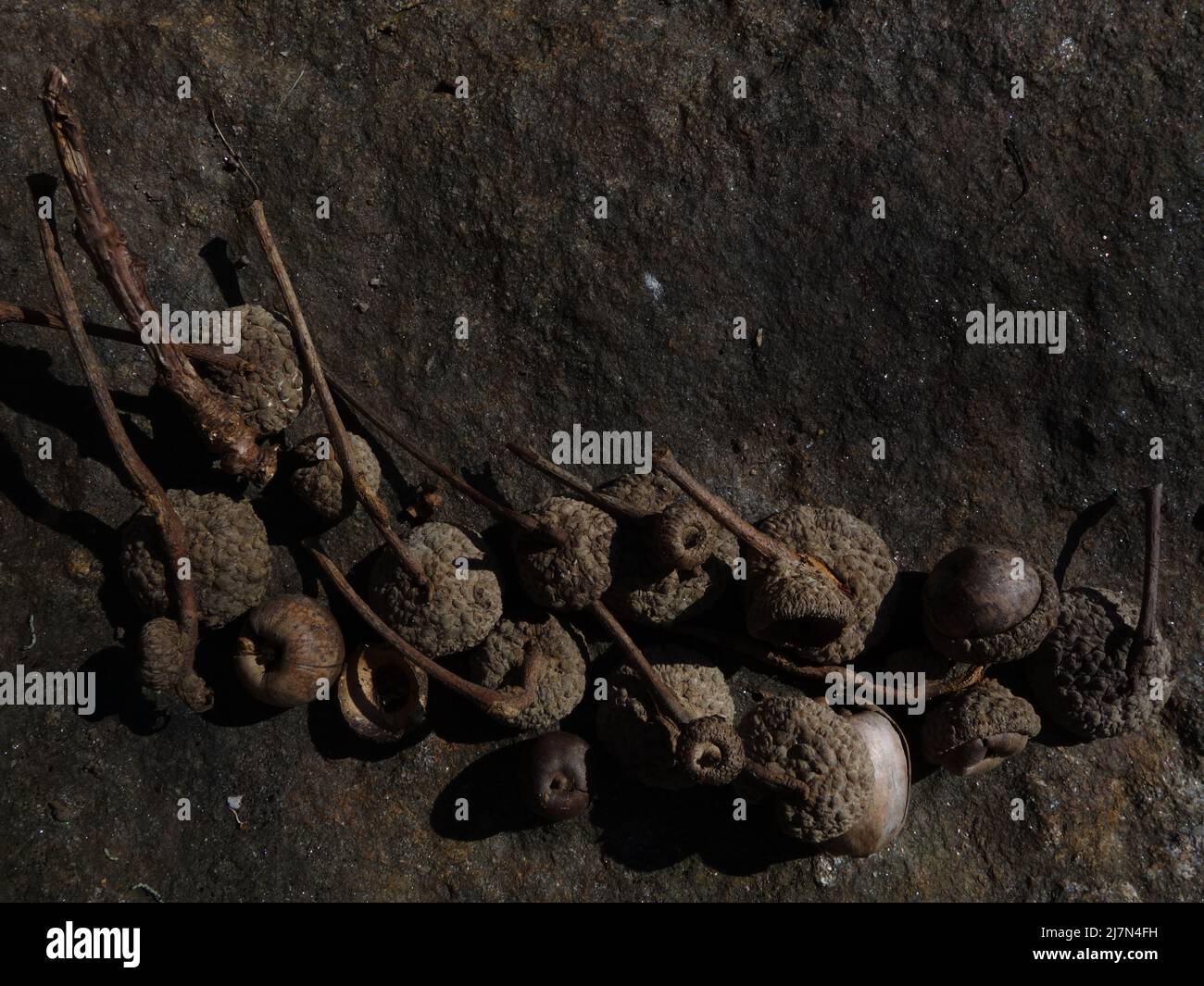 Restos de bellotas que están bellamente compuestas sobre una piedra, lo que da una hermosa impresión rústica. Foto de stock