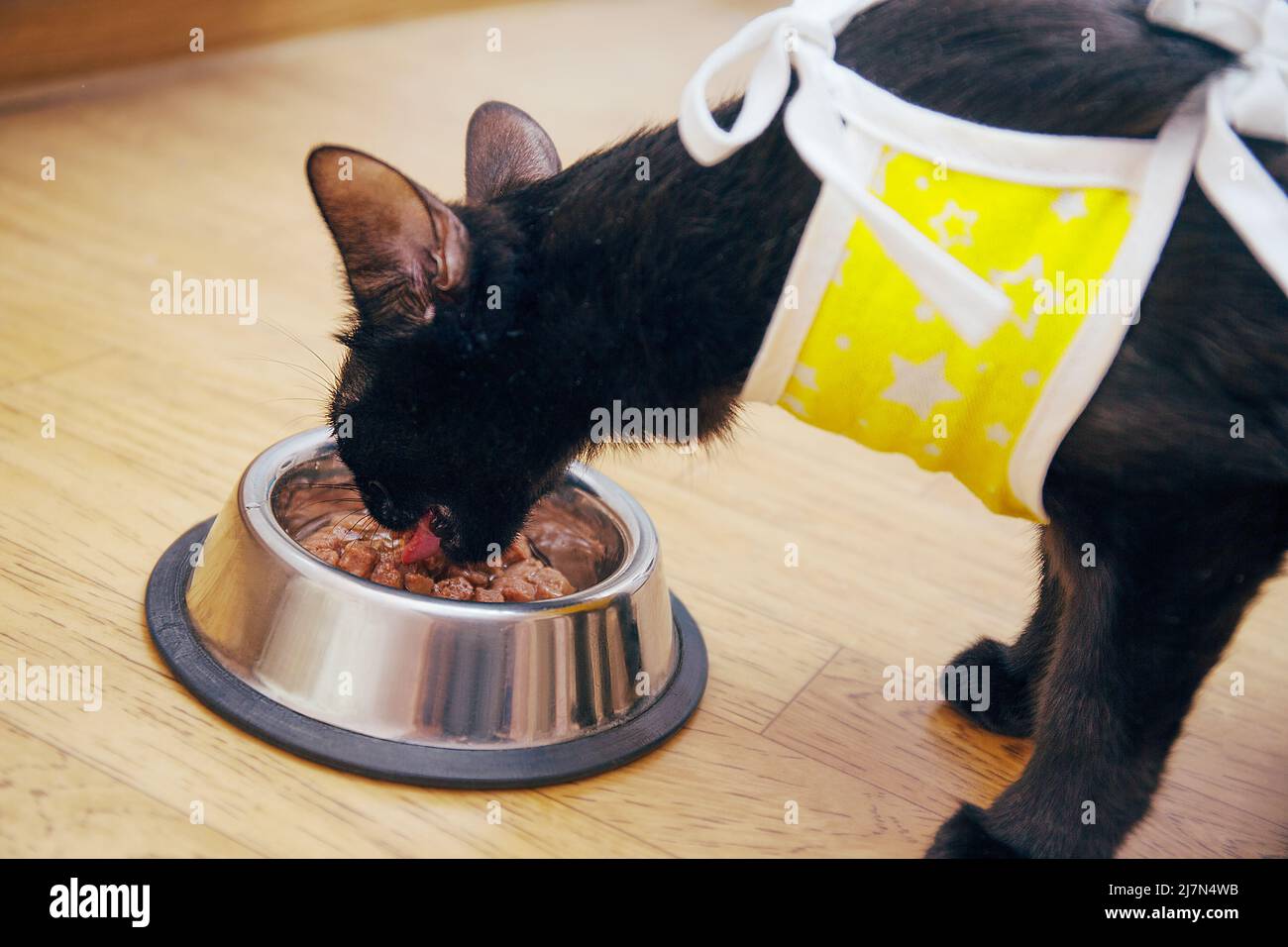 Cuidado de un animal herido después de cirugía veterinaria, castración y esterilización. Un gato en una manta médica después de la cirugía come comida de un tazón de mascota. Foto de stock