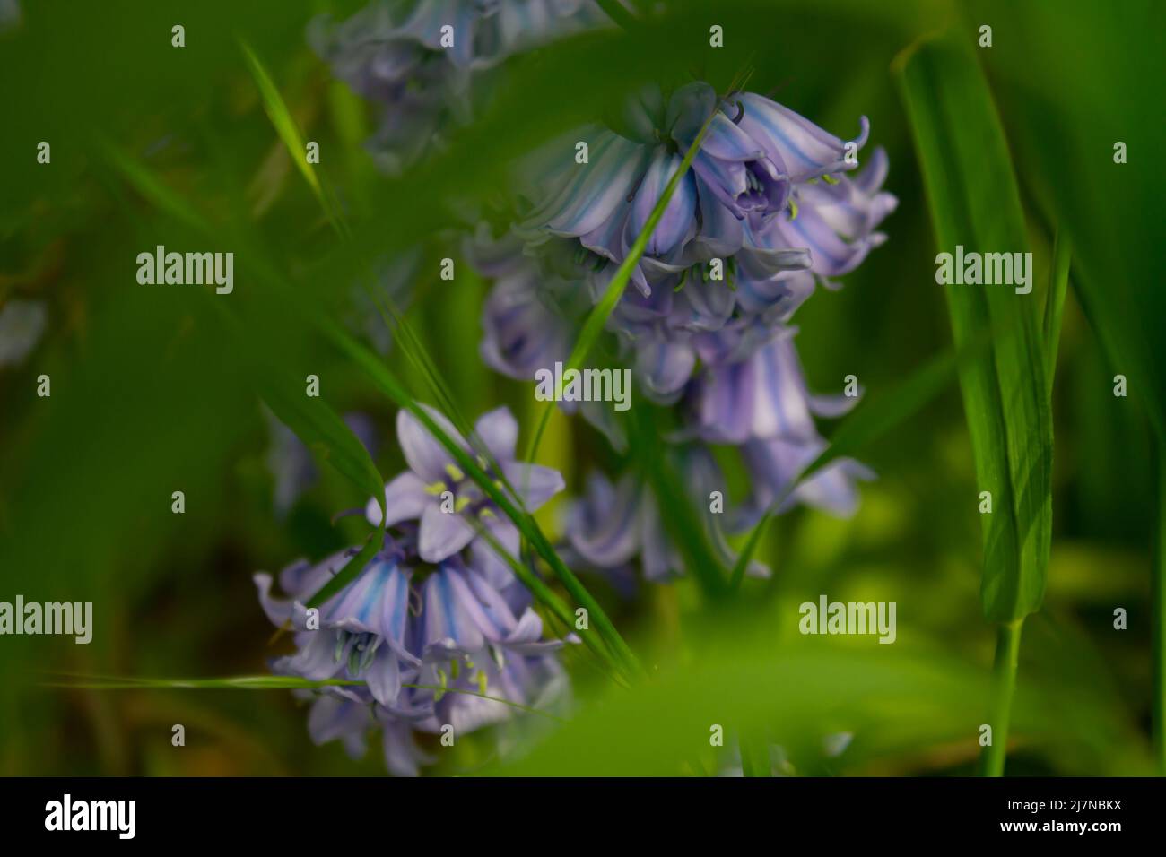 Las campánulas azules en la hierba Foto de stock