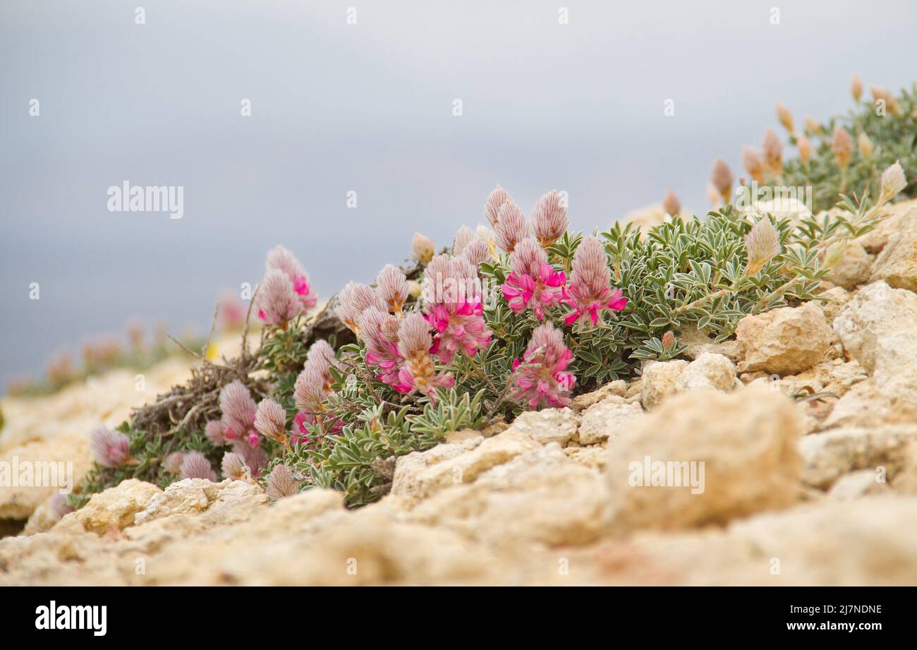 Ébano cretense, un pequeño arbusto leguminoso mediterráneo con flores de color rosa brillante, que crece en un entorno rocoso Foto de stock