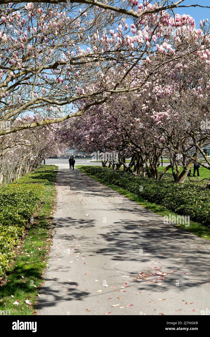 Niagara Falls pasarela con árboles de magnolia en flor llena Showhouse Floral. Cataratas del Niágara, Ontario, Canadá. Foto de stock