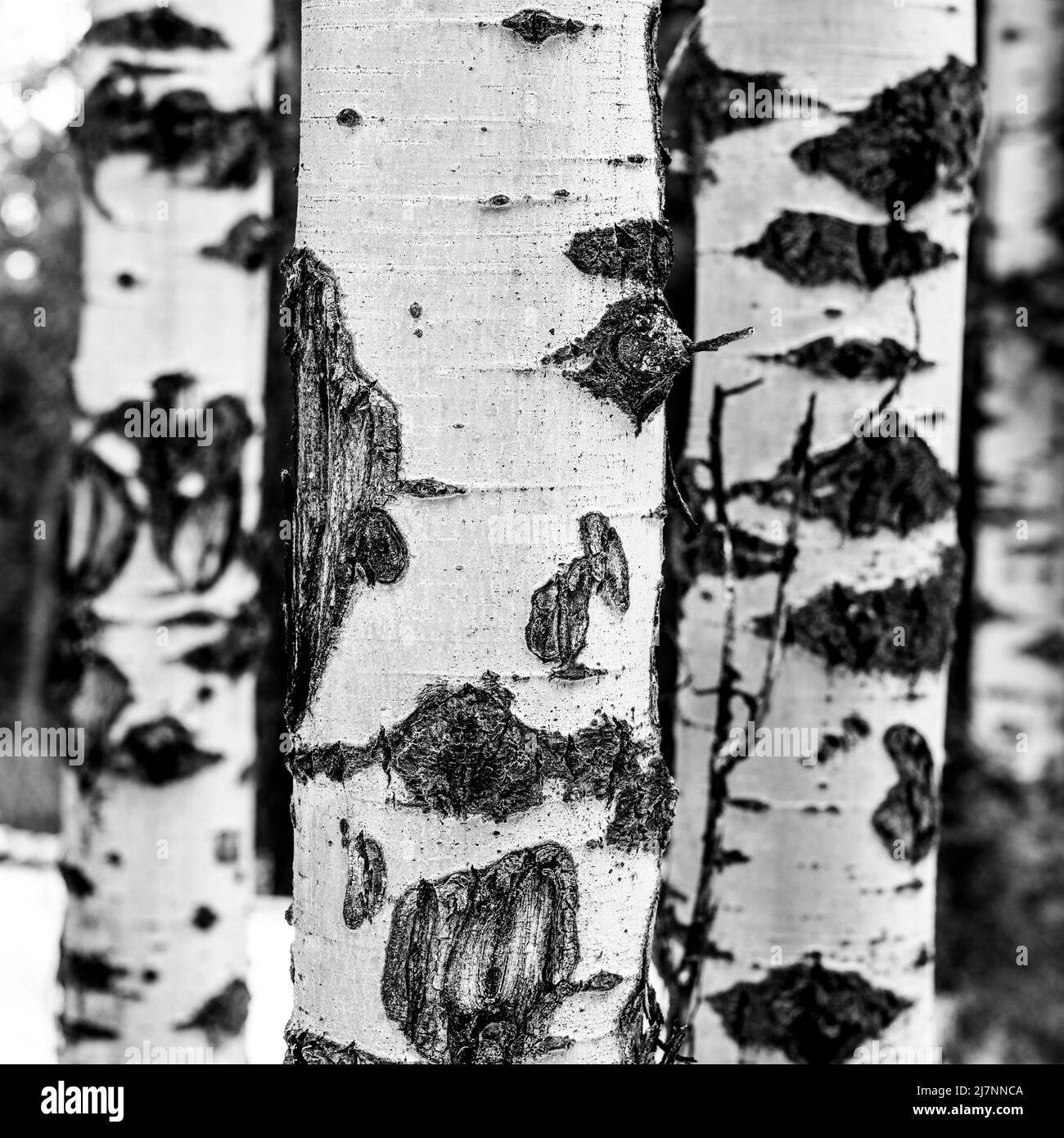 Troncos de Aspen, con cicatrices, en blanco y negro Foto de stock