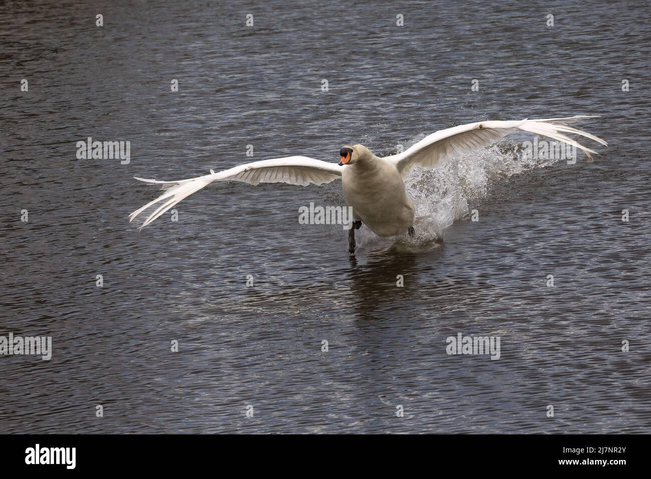 Un cisne blanco corre / vuela a través del agua dejando un rastro de salpicaduras en su estela, alas estiradas Foto de stock