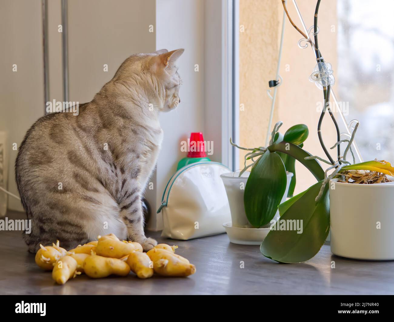 Papa de gato fotografías e imágenes de alta resolución - Alamy