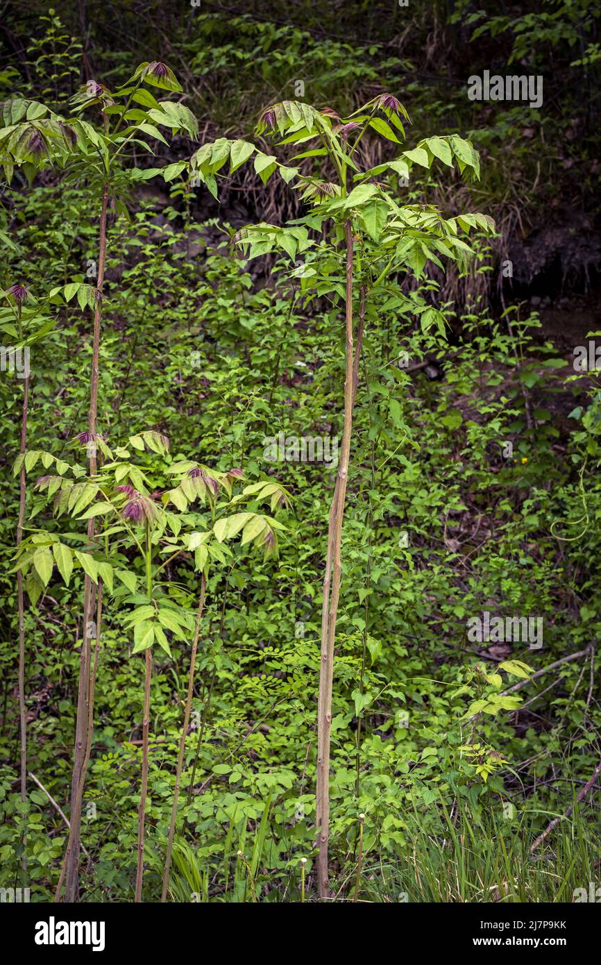 Aralia spinosa, una planta leñosa de la familia Araliaceae, en mayo en la región italiana del Lacio Foto de stock