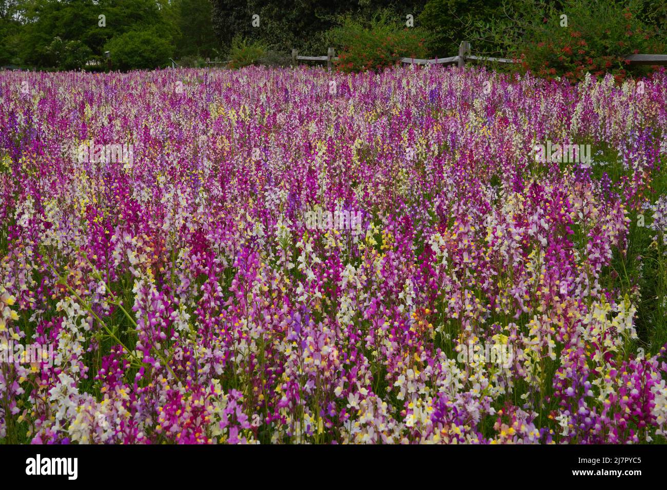 Un campo de Snapdragones estimulados - Linaria maroccana - también conocido como el lino del toadlino en flor Foto de stock