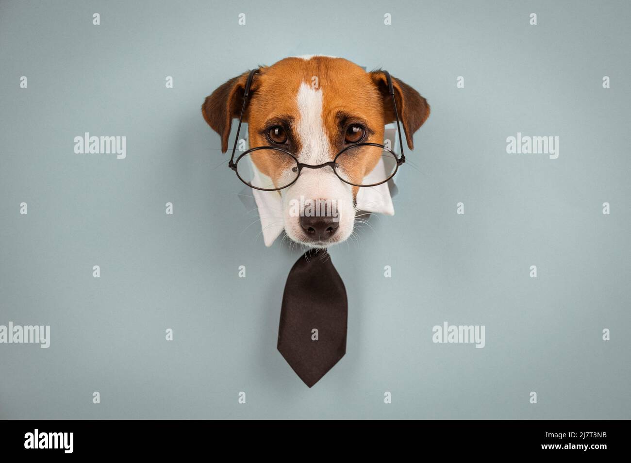 Perro gato Russell terrier en gafas y una corbata se pega de un agujero en  un fondo azul Fotografía de stock - Alamy