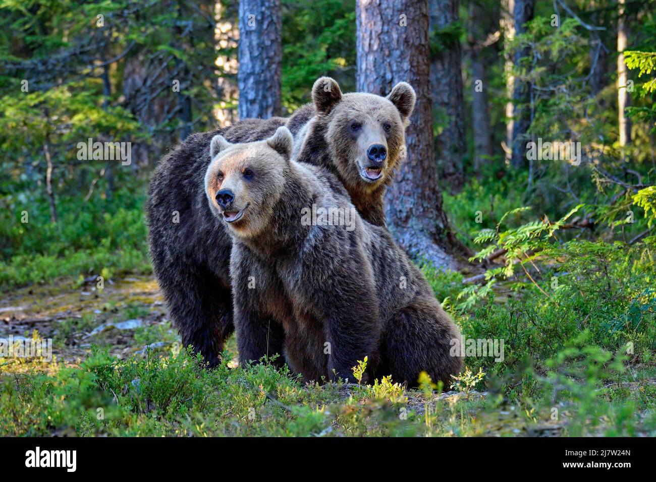 Los hermanos Bear se han unido en el bosque al atardecer Foto de stock