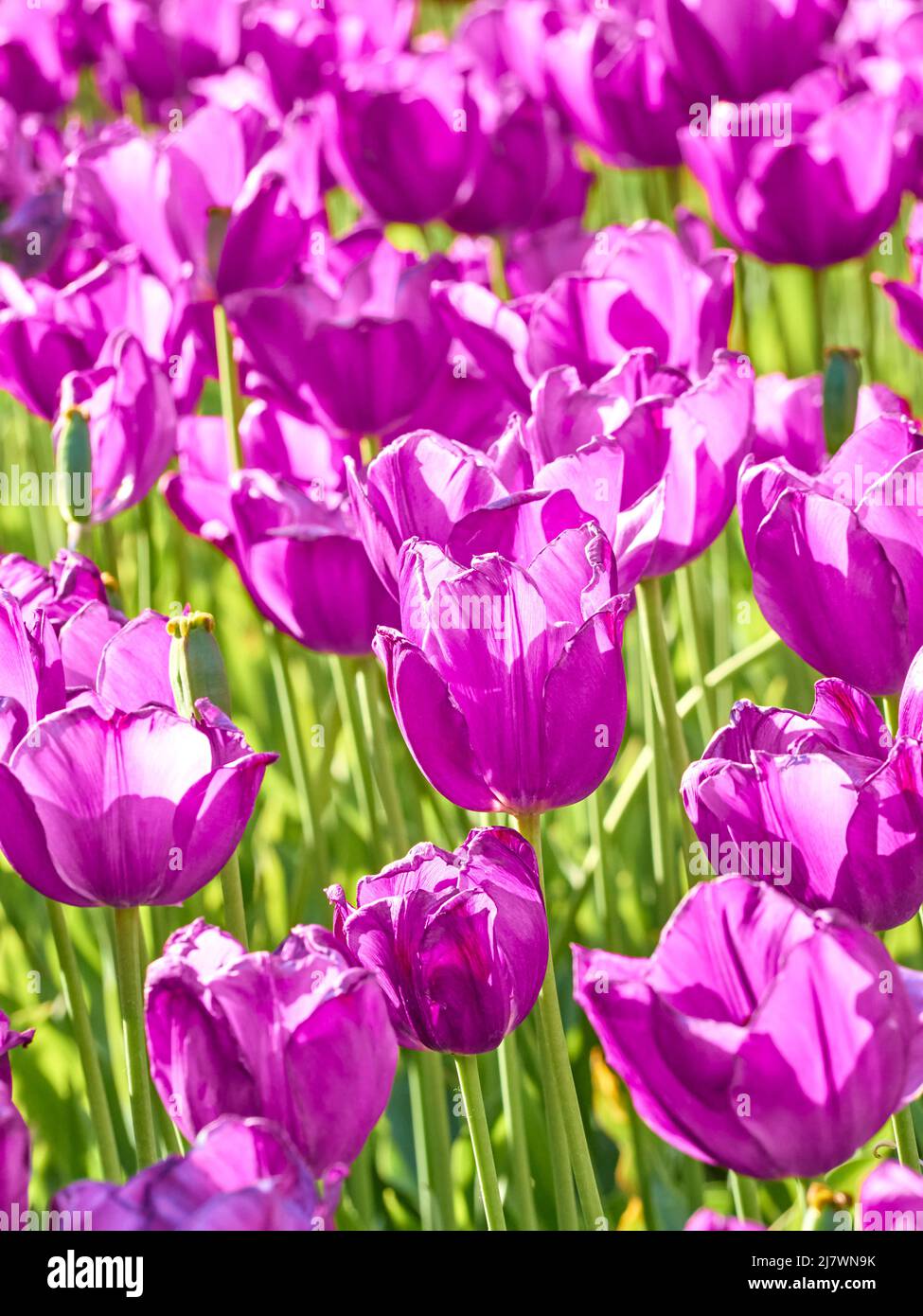Tulipanes de color púrpura oscuro bajo la luz del sol en el jardín. Foto de stock