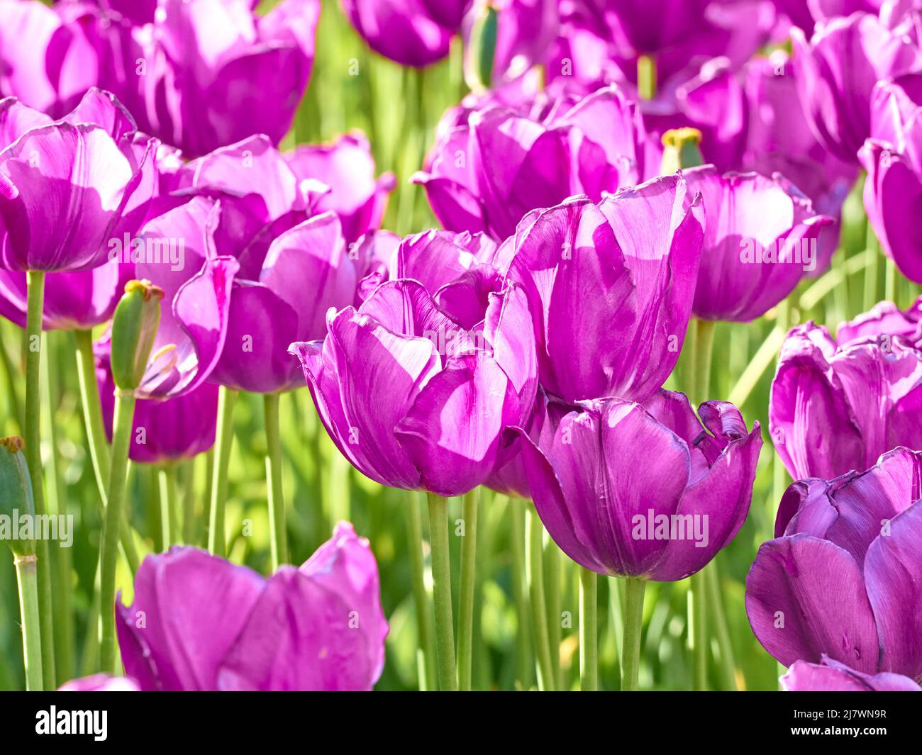 Tulipanes de color púrpura oscuro bajo la luz del sol en el jardín. Foto de stock