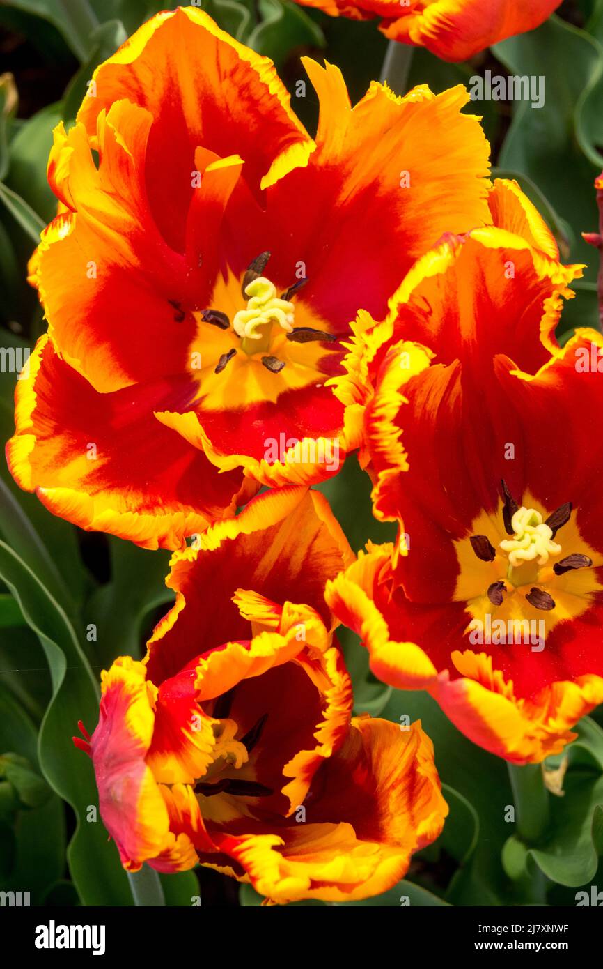 Loro tulipán, rojo amarillo tulipán 'Loro brillante' flor primavera loro tulipanes Foto de stock
